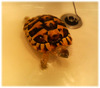 turtle050614